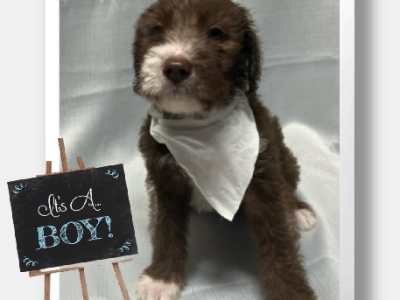 Poodle Standard – Geraldton