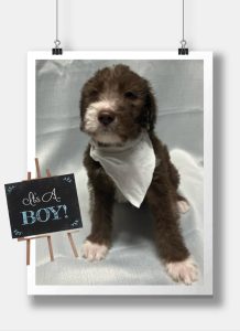 Poodle Standard – Geraldton