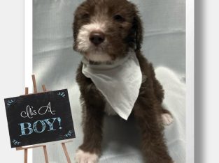 Poodle Standard – Geraldton