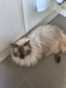 Ragdoll – Russell Island,