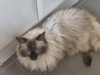 Ragdoll – Russell Island,