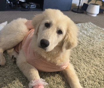 Maremma Sheepdog – Truganina