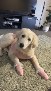Maremma Sheepdog – Truganina