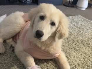 Maremma Sheepdog – Truganina