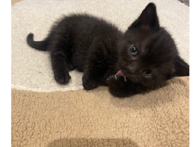 British Shorthair – Lalor