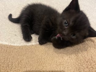 British Shorthair – Lalor