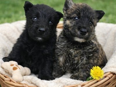 Scottish Terrier – Greta