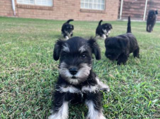 Schnauzer (Miniature) – Mount Marrow