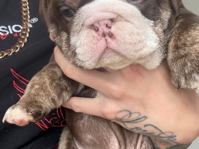 British Bulldog – Helensvale