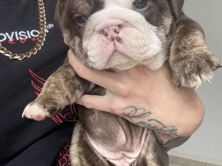 British Bulldog – Helensvale