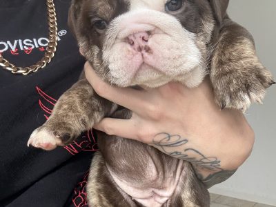 British Bulldog – Helensvale