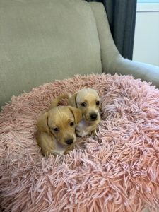 Miniature Dachshund – Mackay