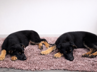 German Shepherd – Templestowe