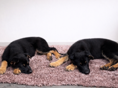 German Shepherd – Templestowe