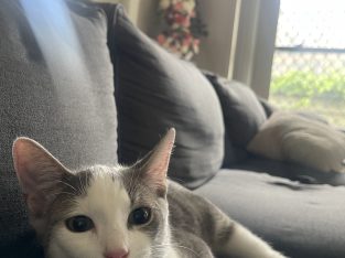 Domestic Short Hair (DSH) – Spring Mountain