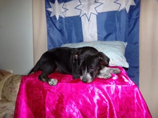 Australian Cattle Dog – Mirrani Lancaster