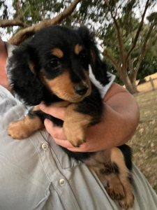 Dachshund – Branxholme