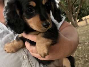 Dachshund – Branxholme