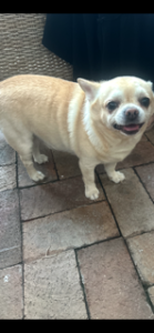 Chihuahua – Parramatta