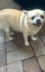 Chihuahua – Parramatta