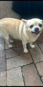 Chihuahua – Parramatta