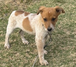 Australian Cattle Dog – Stanthorpe