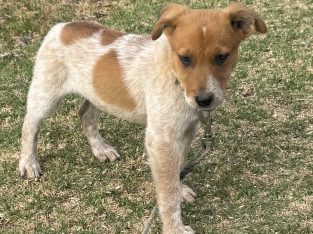 Australian Cattle Dog – Stanthorpe