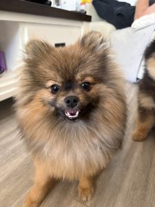 Pomeranian – Perth