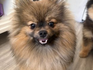 Pomeranian – Perth