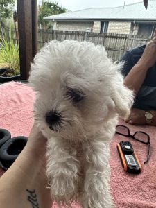 Maltese Shih Tzu – Gympie