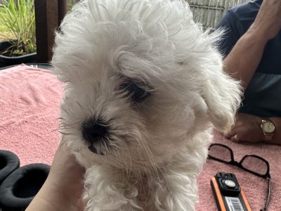 Maltese Shih Tzu – Gympie