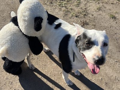 Australian Cattle Dog – Cooloola Cove