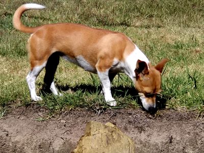 Jack Russell – Jimna