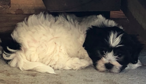 Lhasa Apso – Coolangatta