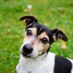 Ways to Tire Out a Jack Russell
