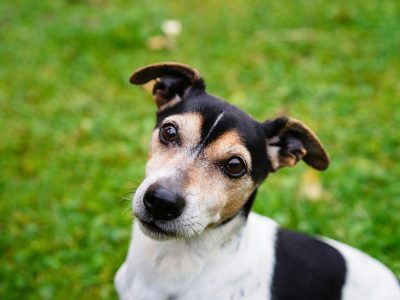 5 Ways to Tire Out a Jack Russell