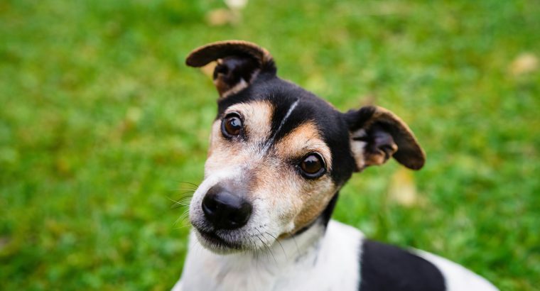 5 Ways to Tire Out a Jack Russell