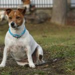 Why Does My Jack Russell Dig
