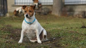 Why Does My Jack Russell Dig