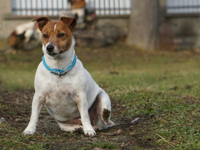 Why Does My Jack Russell Dig?