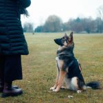 dog being trained