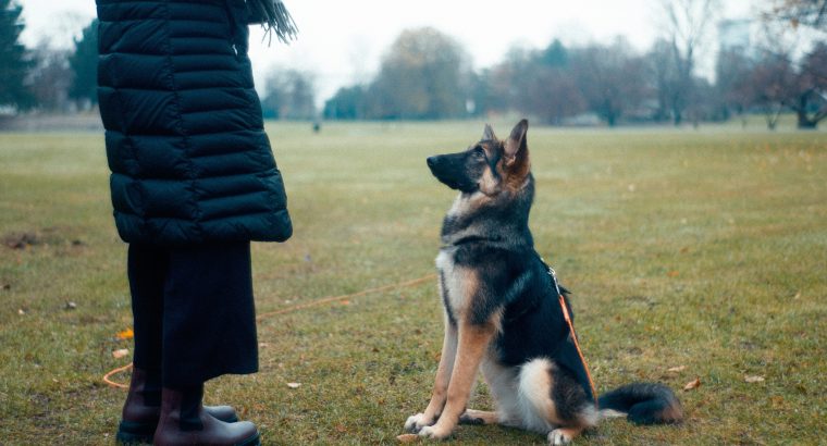 Positive Reinforcement: Why This Training Method Works for Your Dog