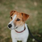 How Much Does a Jack Russell Cost in Australia