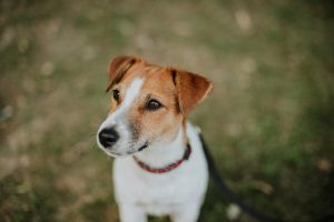 How Much Does a Jack Russell Cost in Australia