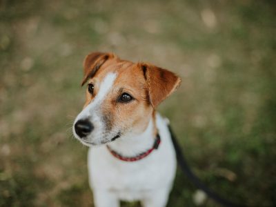 How Much Does a Jack Russell Cost in Australia?