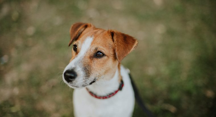 How Much Does a Jack Russell Cost in Australia?