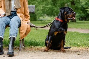 dog sitting by a bench