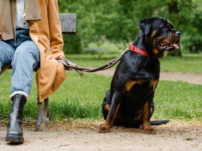 Dog Owner Support: Essential Resources and Guidance for Australian Pet Parents