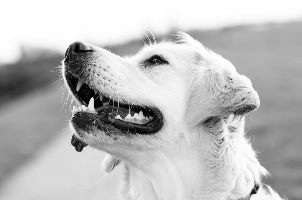 white older dog smiling