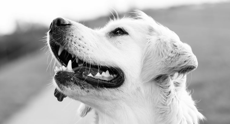 Everything You Need to Know About Caring for Older Dogs